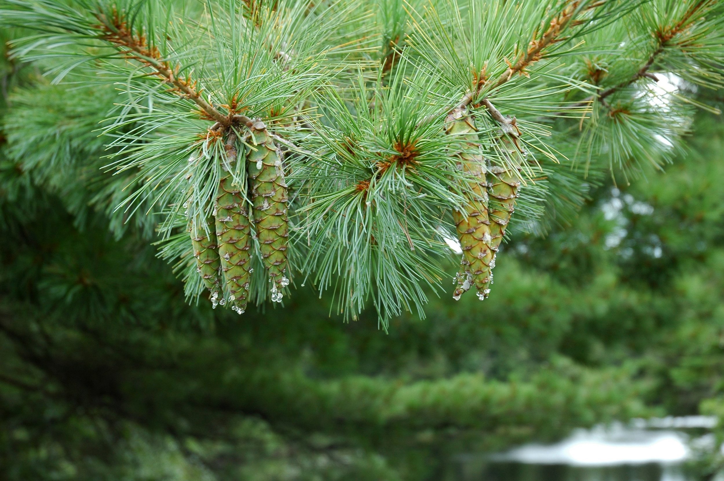Pine dripping with new sap.JPG