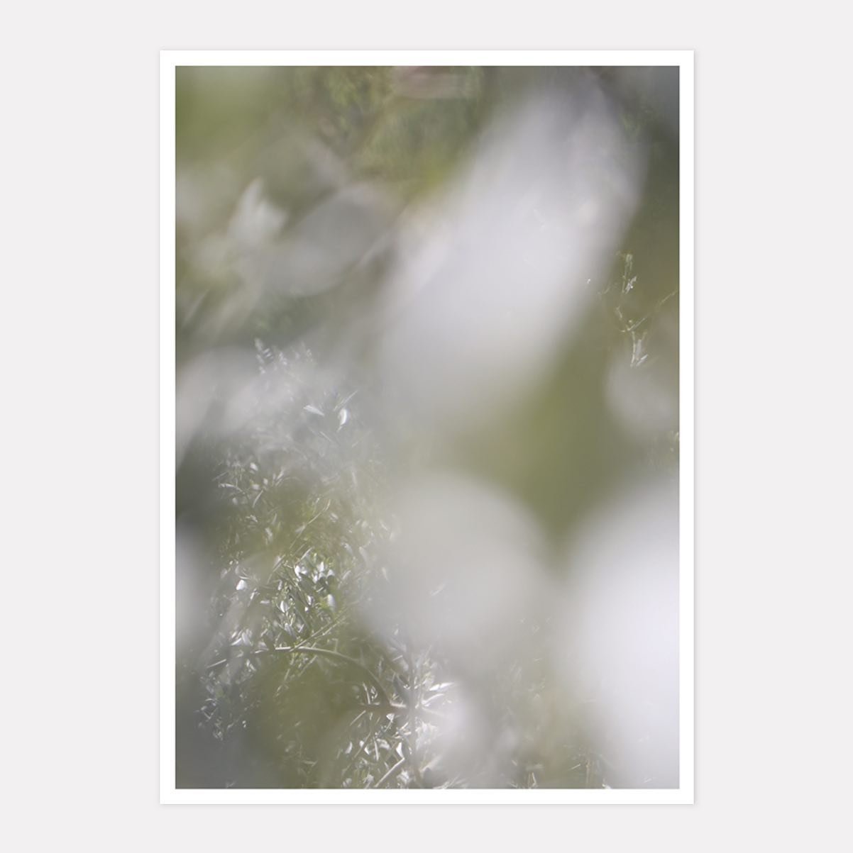 These are four gicl&eacute;e art prints I have made to raise money for children in Gaza.

They are part of a series of photographs I took a few weeks ago of olive trees in Italy. I am immensely privileged to have had the opportunity to help my father