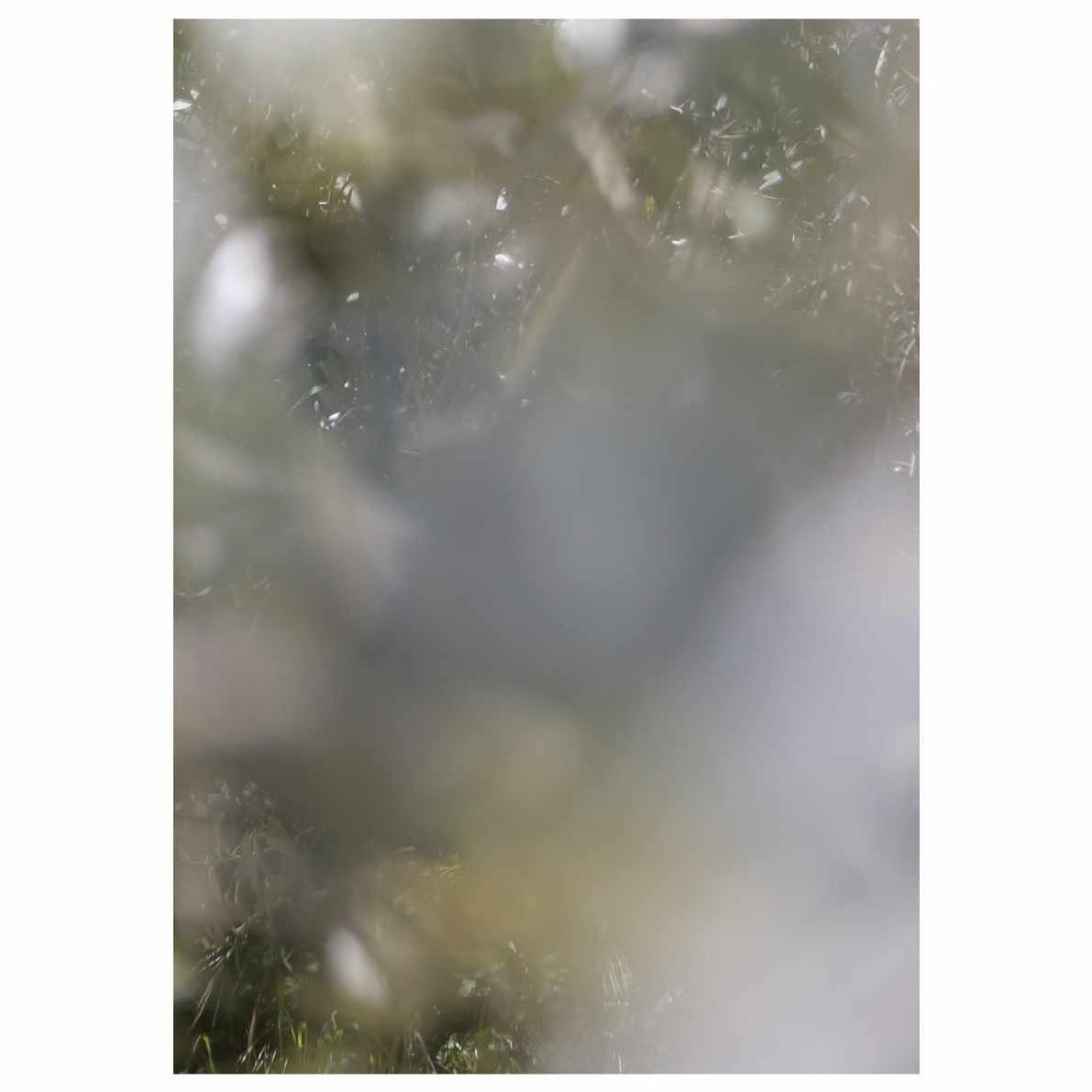 Title:&nbsp;Coratina Spring
Date: 2024
Medium: gicl&eacute;e print on Canson&reg; Infinity Rag Photographique 310gsm matt paper
Size: A4 
Price: &pound;35 

This unlimited&nbsp;gicl&eacute;e&nbsp;art print is offered for sale as part of the Artists S
