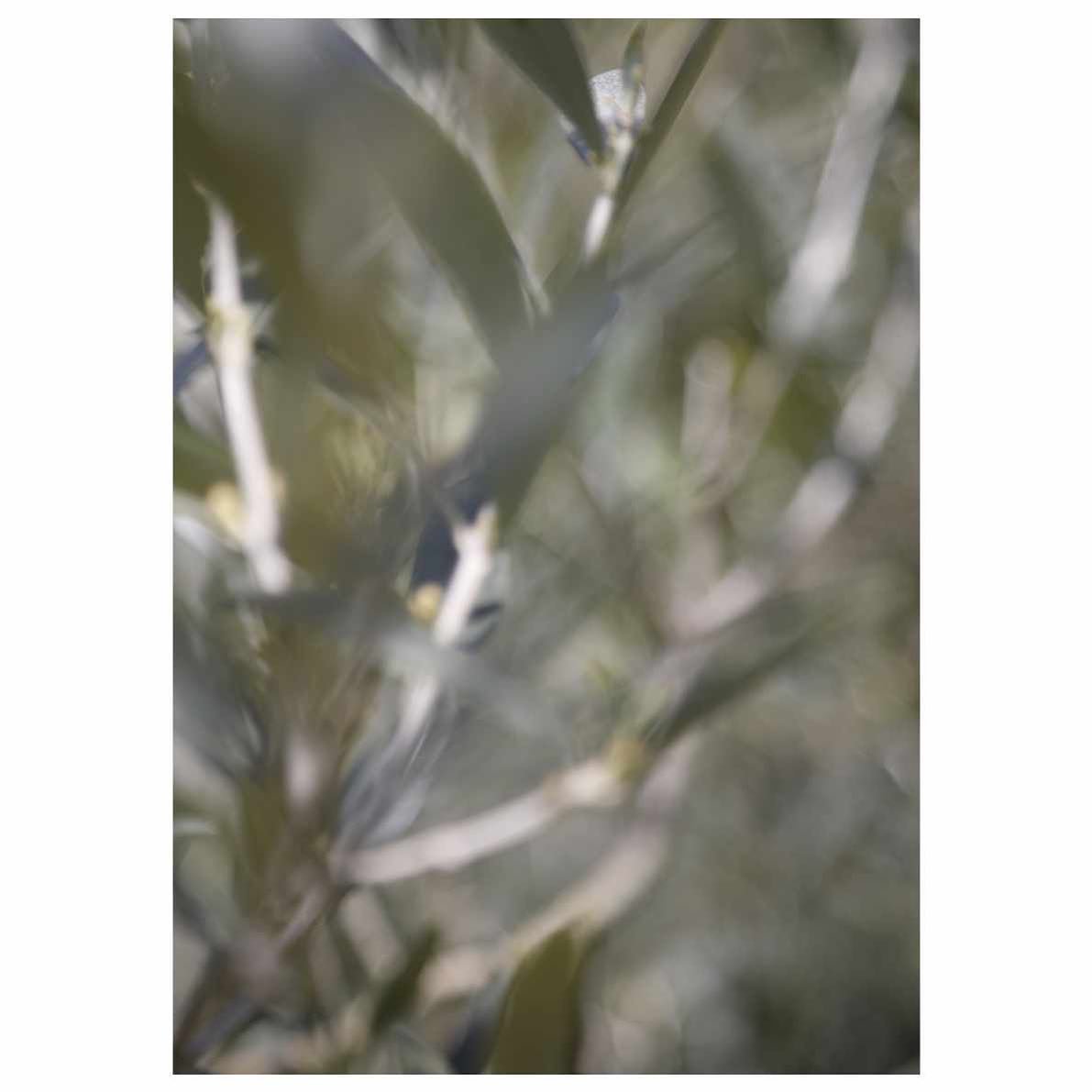 Title:&nbsp;Moraiolo Spring
Date: 2024
Medium: gicl&eacute;e print on Canson&reg; Infinity Rag Photographique 310gsm matt paper
Size: A4 
Price: &pound;35 

This unlimited&nbsp;gicl&eacute;e&nbsp;art print is offered for sale as part of the Artists S