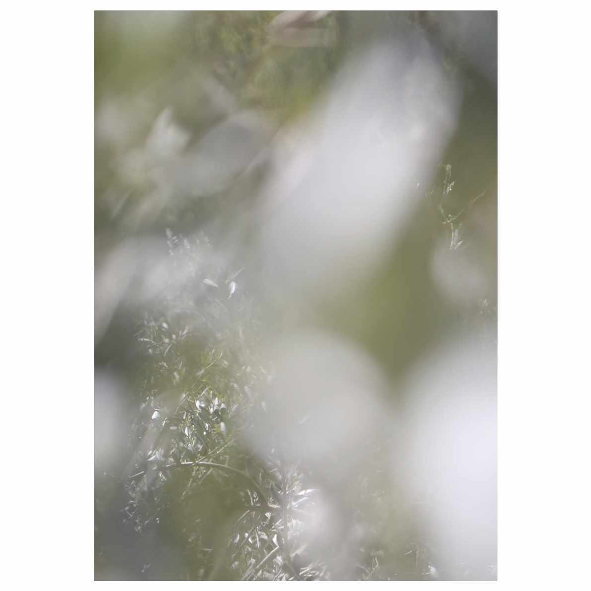 Title:&nbsp;Frantoio Spring
Date: 2024
Medium: gicl&eacute;e print on Canson&reg; Infinity Rag Photographique 310gsm matt paper
Size: A4 
Price: &pound;35 

This unlimited&nbsp;gicl&eacute;e&nbsp;art print is offered for sale as part of the Artists S
