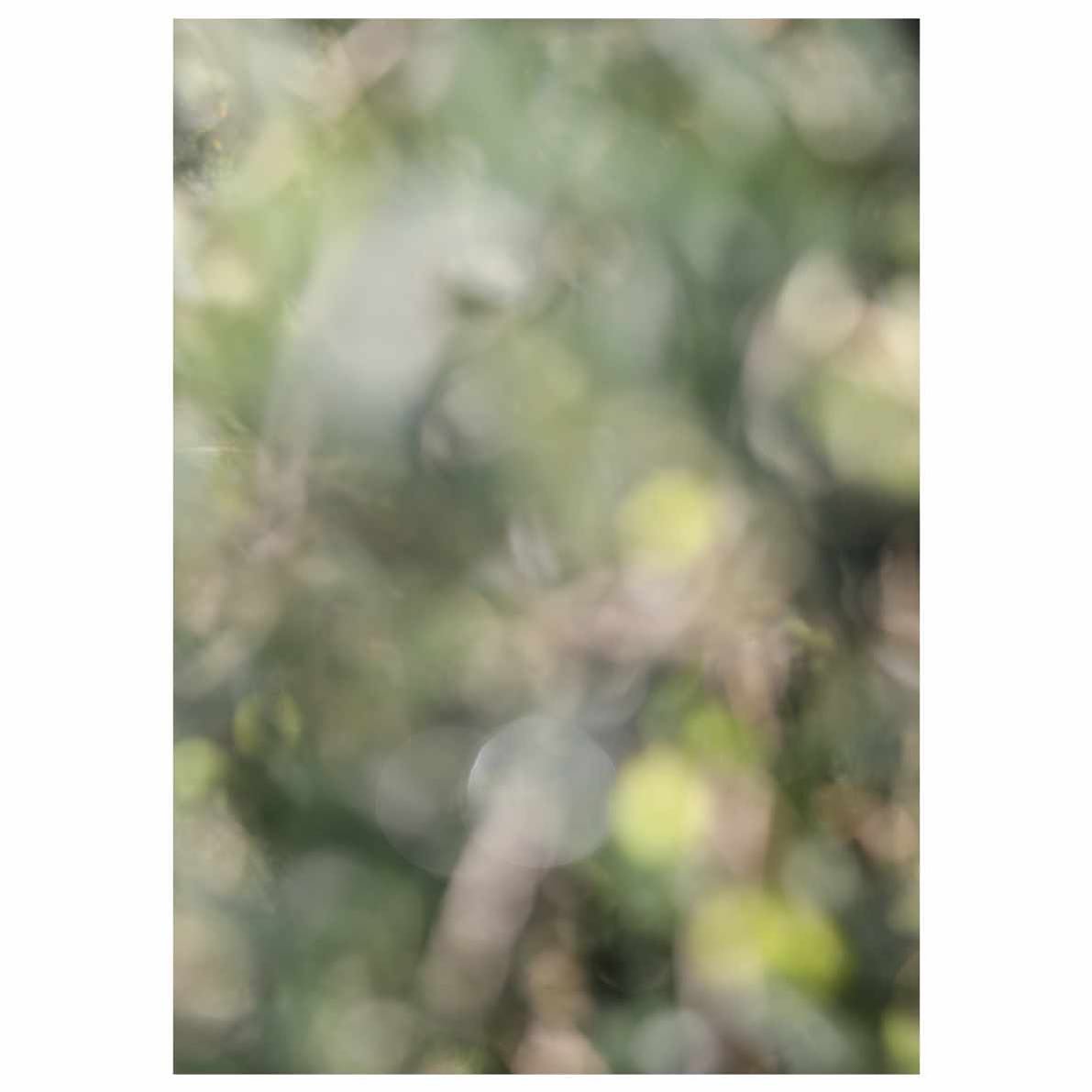 Title:&nbsp;Leccino Olive
Date: 2024
Medium: gicl&eacute;e print on Canson&reg; Infinity Rag Photographique 310gsm matt paper
Size: A4 
Price: &pound;35 

This unlimited&nbsp;gicl&eacute;e&nbsp;art print is offered for sale as part of the Artists Sup