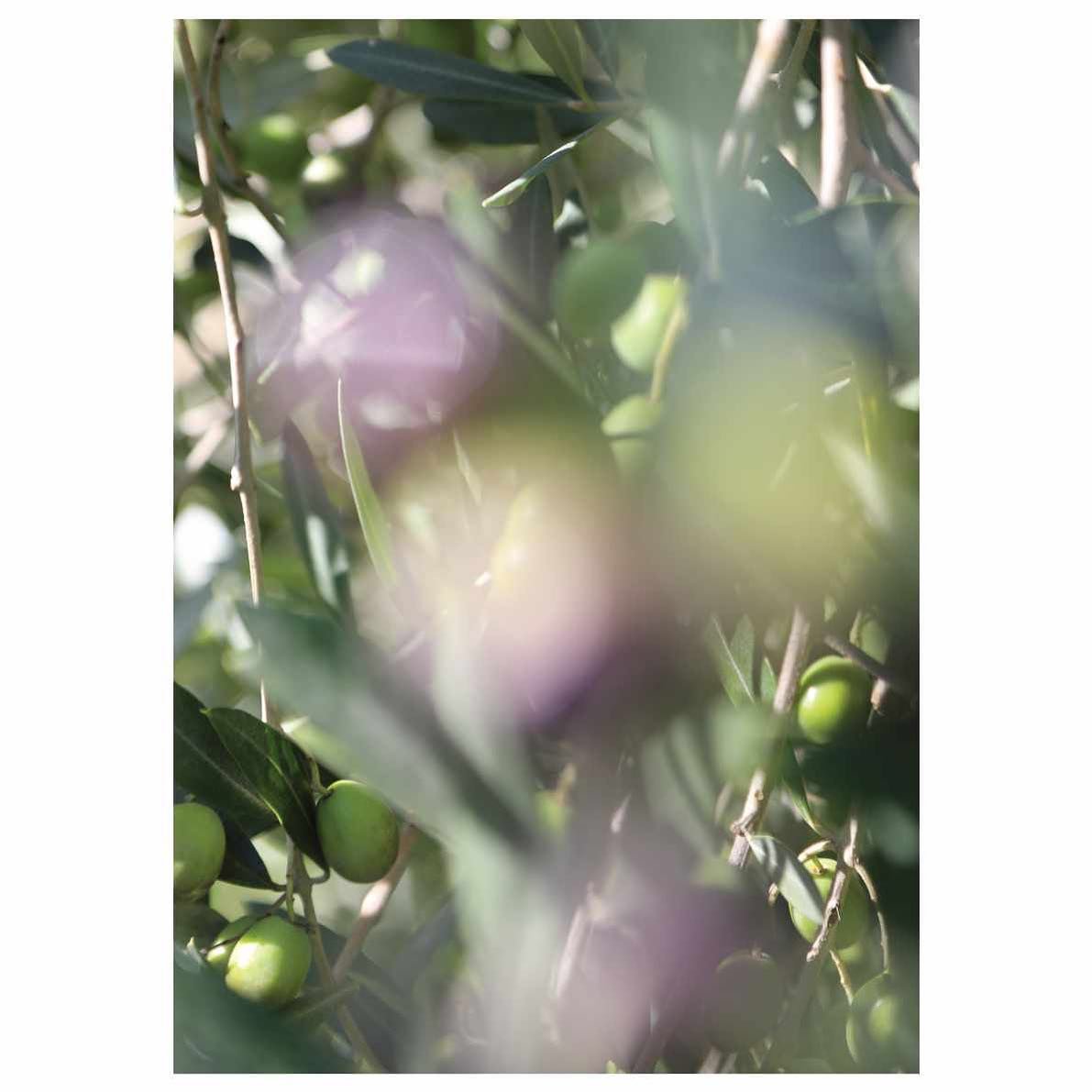 Title:&nbsp;Moraiolo Olive Two
Date: 2024
Medium: gicl&eacute;e print on Canson&reg; Infinity Rag Photographique 310gsm matt paper
Size: A4 
Price: &pound;35 

This unlimited&nbsp;gicl&eacute;e&nbsp;art print is offered for sale as part of the Artist
