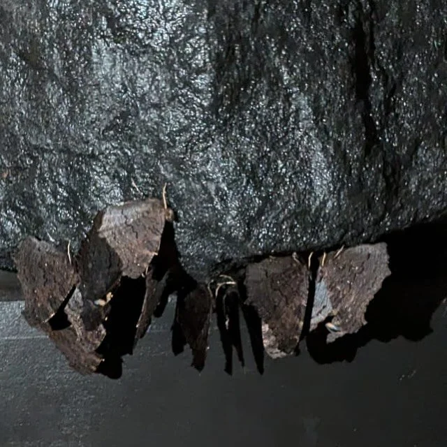 I love that black rustic moths have spent the summer taking shelter on my black glossy grotto stones. Don&rsquo;t forget Londoners, we need to take to the streets tomorrow (12pm Russell Square) to protest the starvation and displacement of two millio