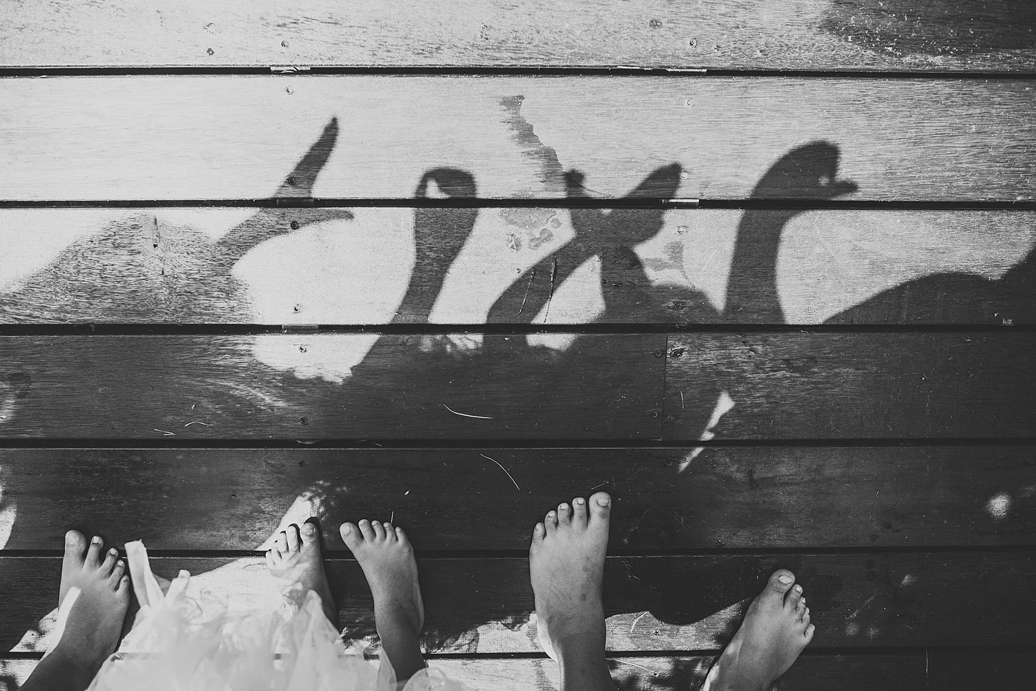 shadow puppets love