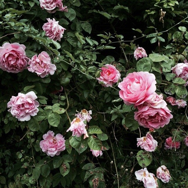 MRitsuko_Ireland_DromolandCastle_Roses.jpg