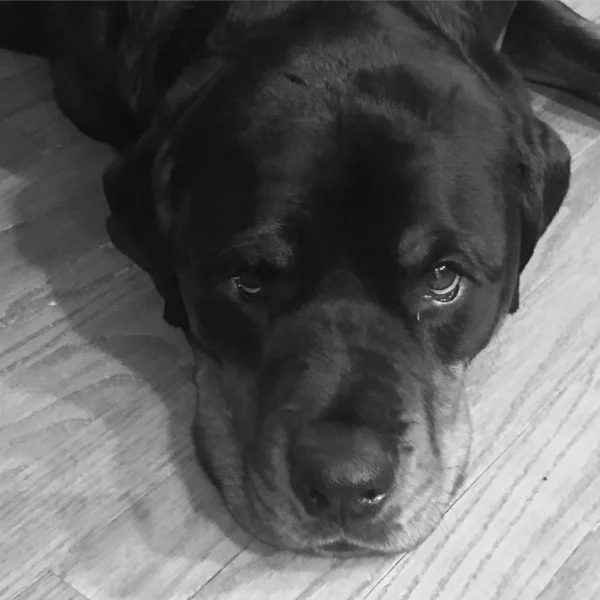 My beautiful, sweet Willy.