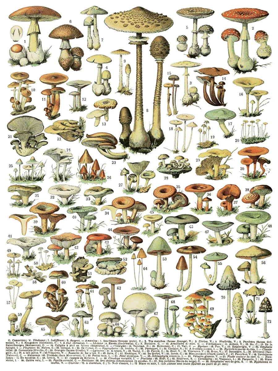 IOD-TRA-MIL_p1 small.jpg