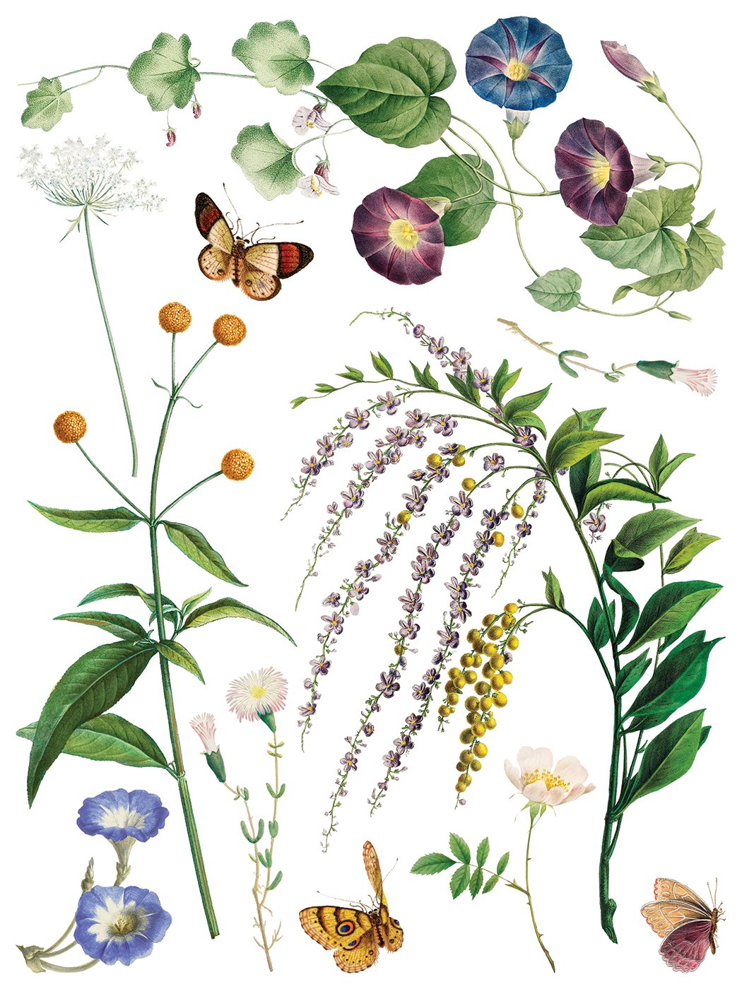 IOD-TRA-MDF Marché des Fleurs artwork page 2 small.jpg