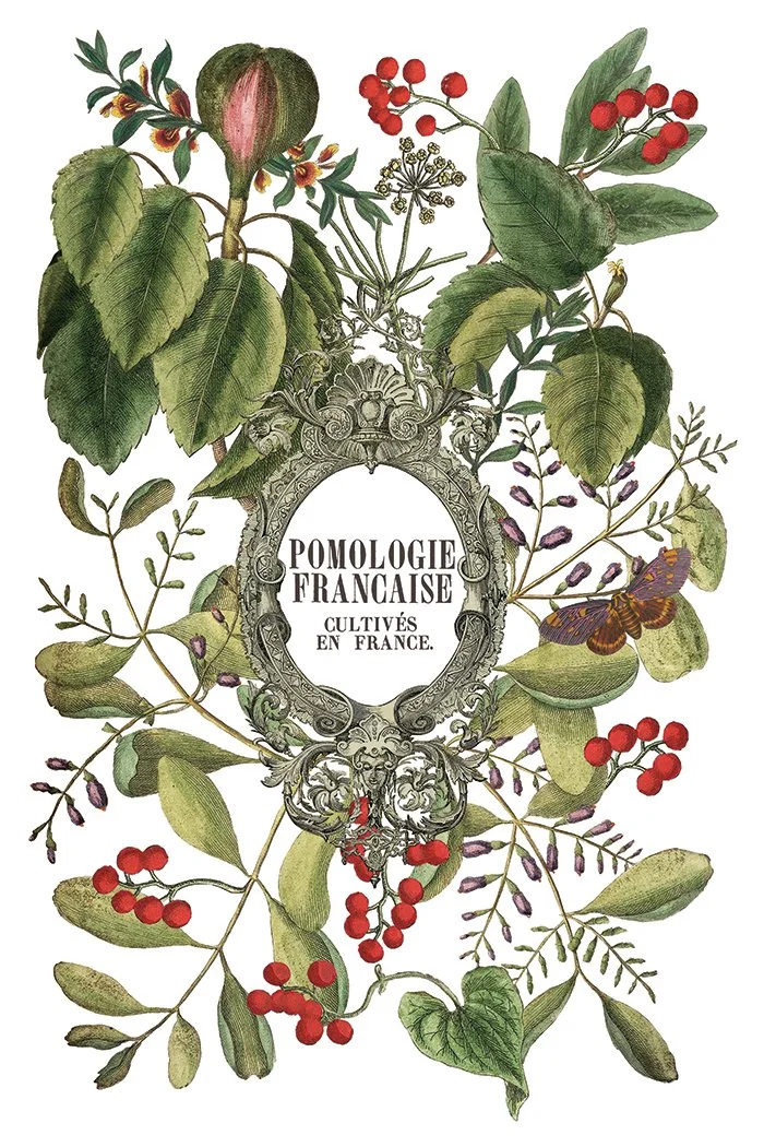 Copy of IOD-TRA-CLE Clementine transfer artwork page 1 small.jpg