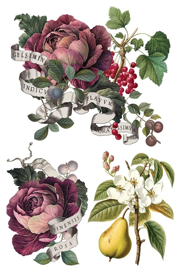 Copy of IOD-TRA-CLE Clementine transfer artwork page 5 small.jpg