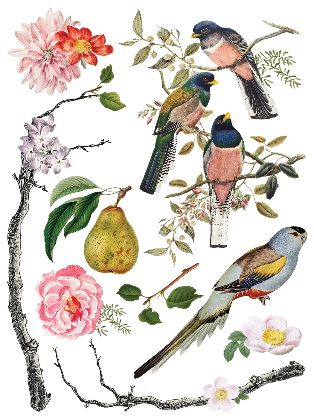 Copy of IOD-TRA-MEN Menagerie transfer artwork page 7 small.jpg