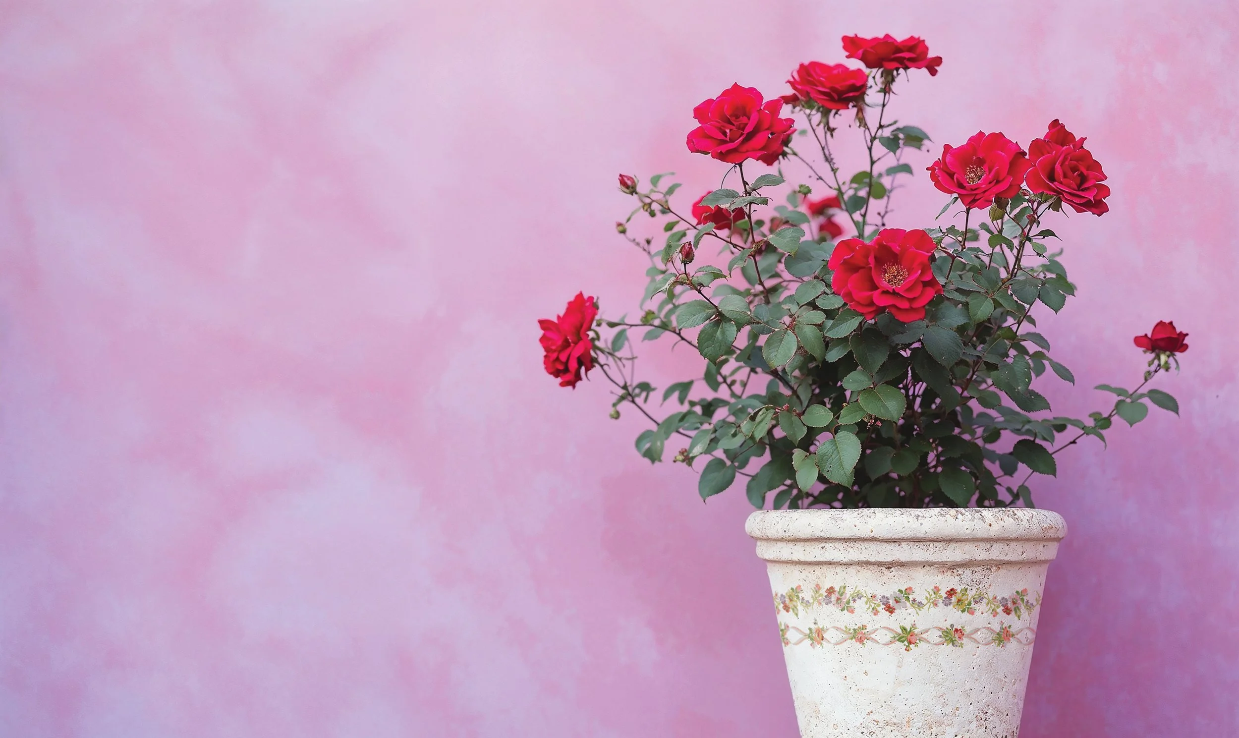 Copy of DIT BOP 3.jpg