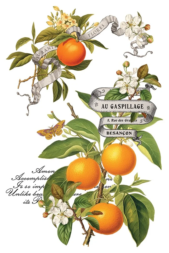 Copy of IOD-TRA-CLE Clementine transfer artwork page 7 small.jpg