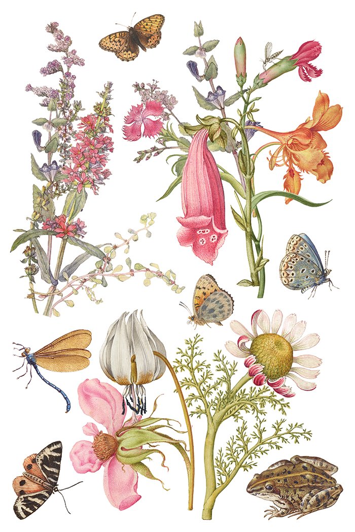 IOD-TRA-PRM Primrose Isle artwork page 4 small.jpg