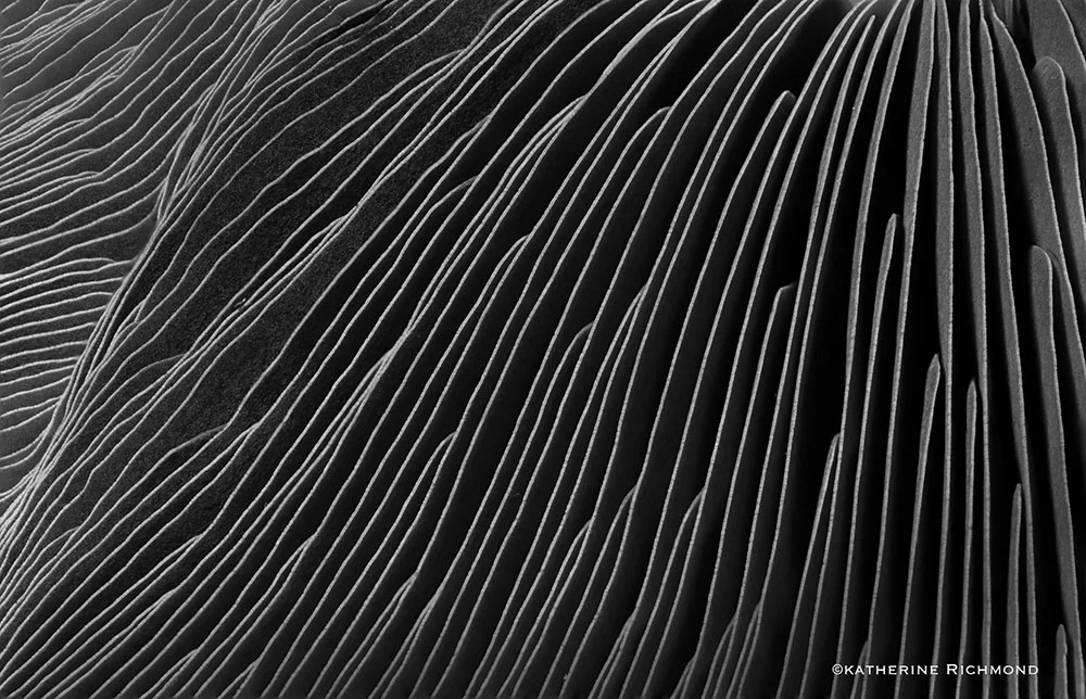 LINIARE VALLY