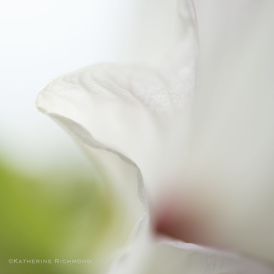 Hibiscus_02_G.jpg