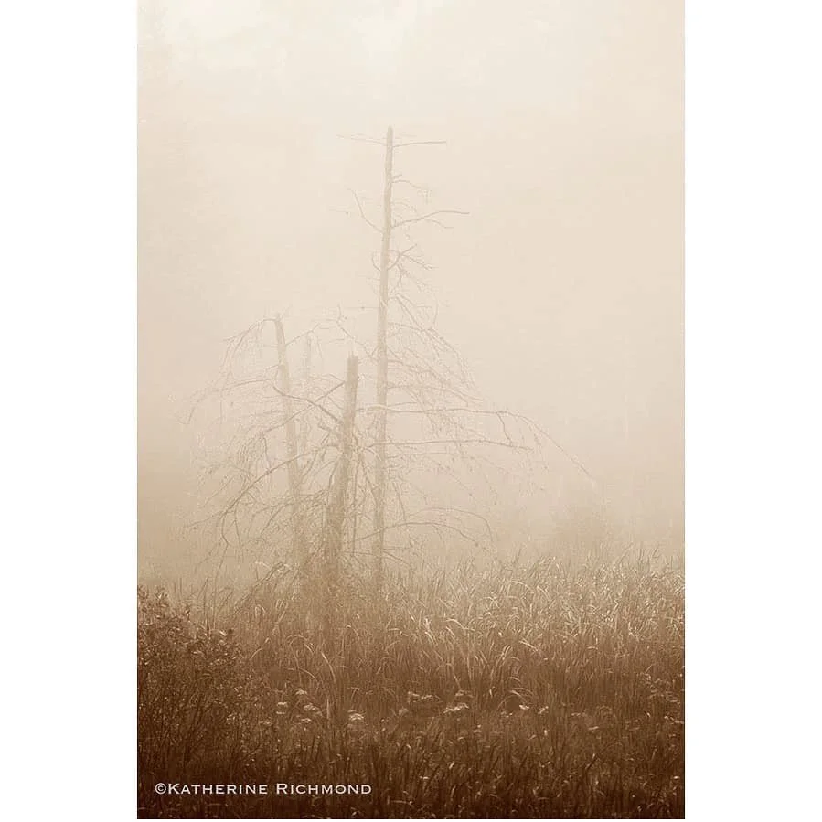 THROUGH THE MIST I