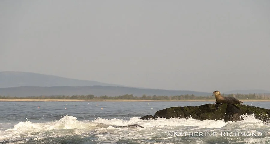 SEAL II 