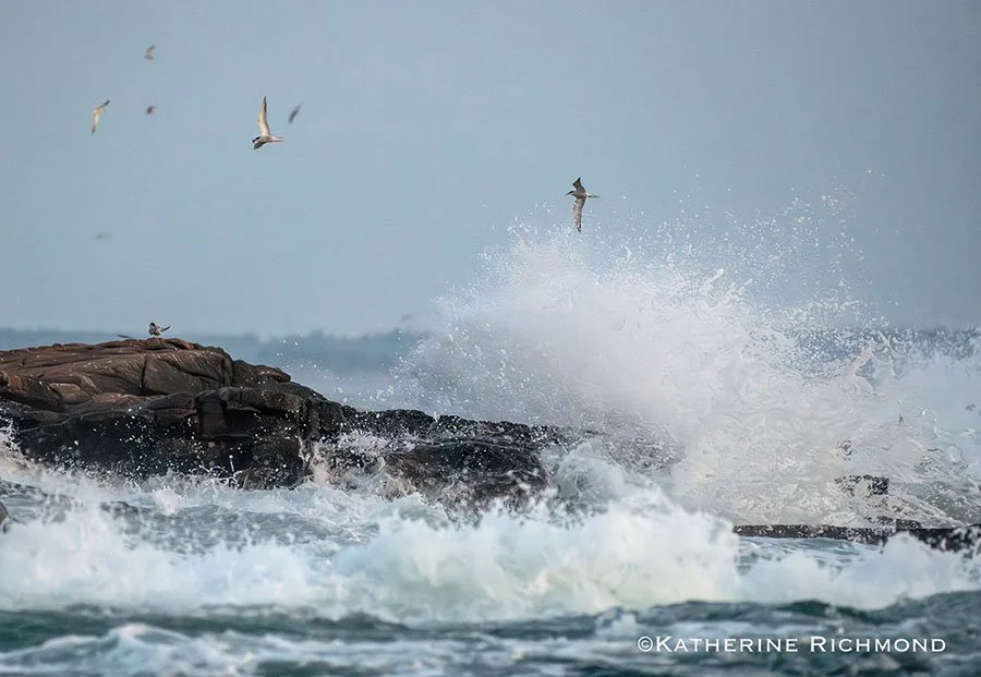 SEA TERNS I 