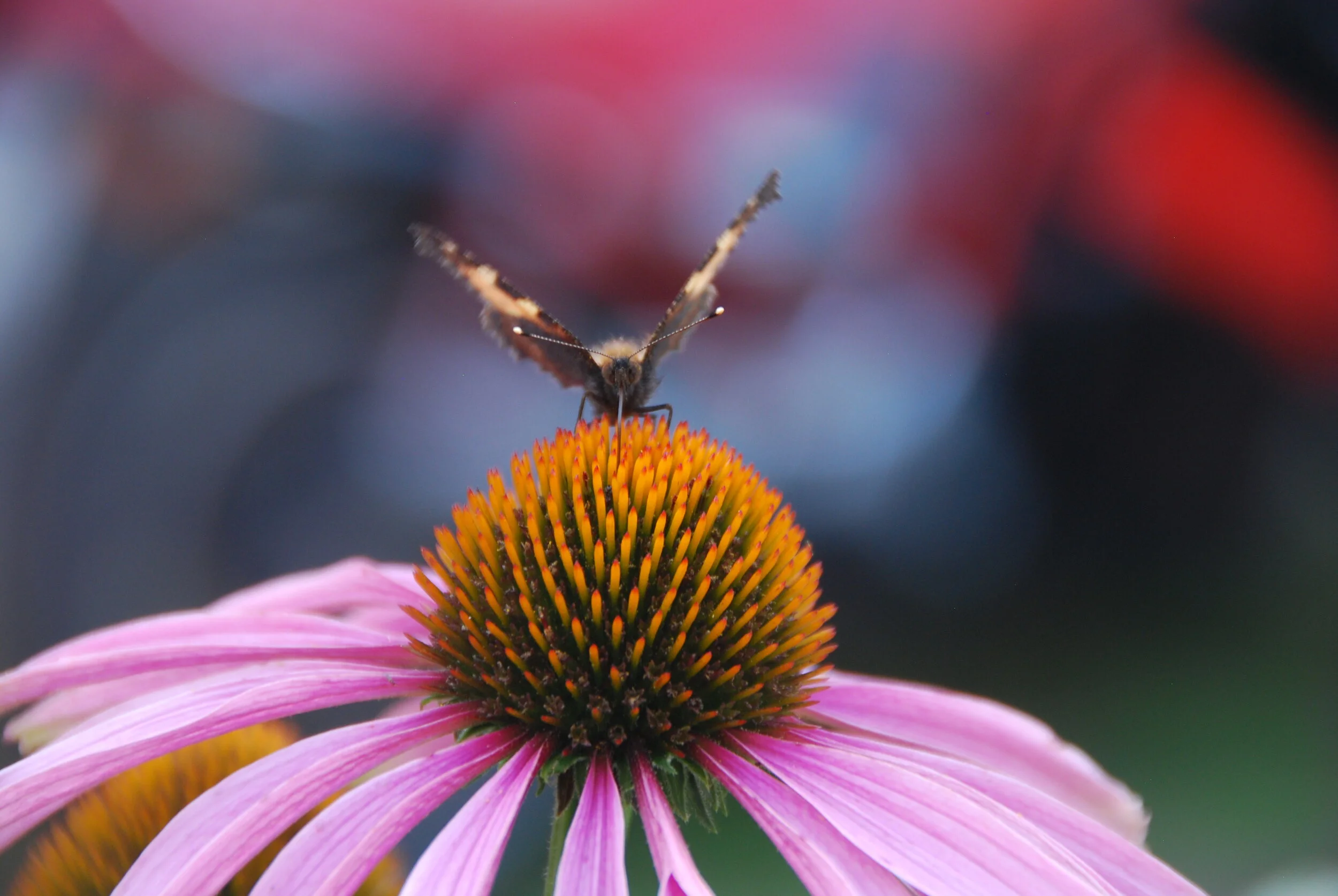 Weibliche Landschaften Online II