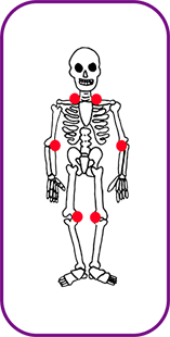 esqueleto.png