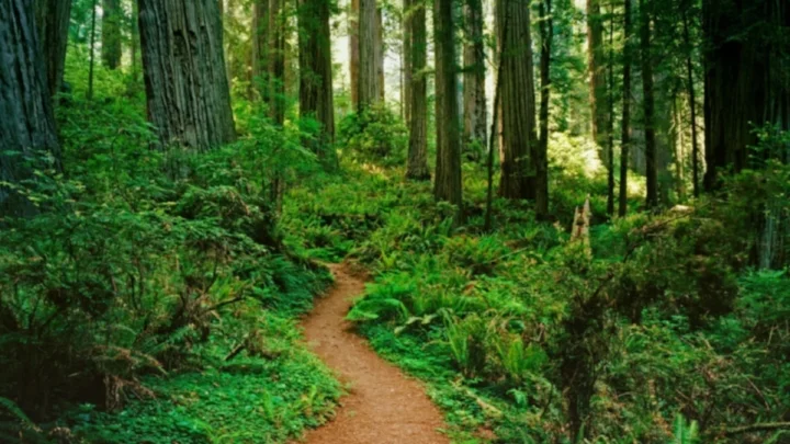 Forest Path Wallpaper 1920x1080 Forest Path California National ....jpg