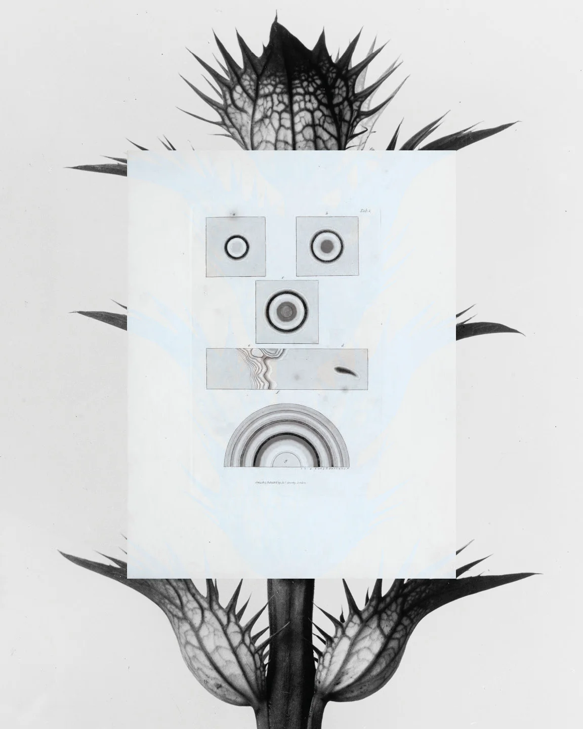 Digital collage of Public Domain images, and colour blocks.