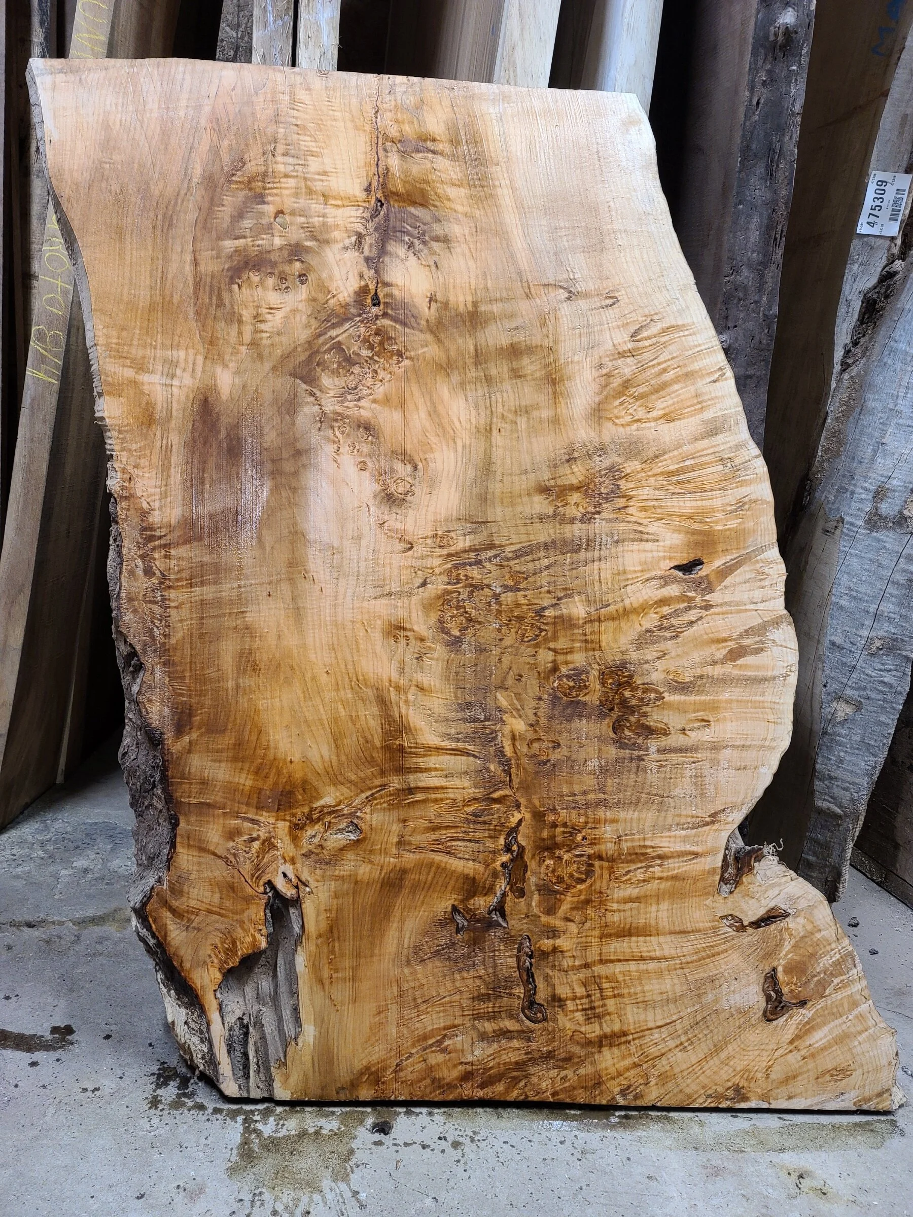 Curly Maple 33x51x3_2.jpg