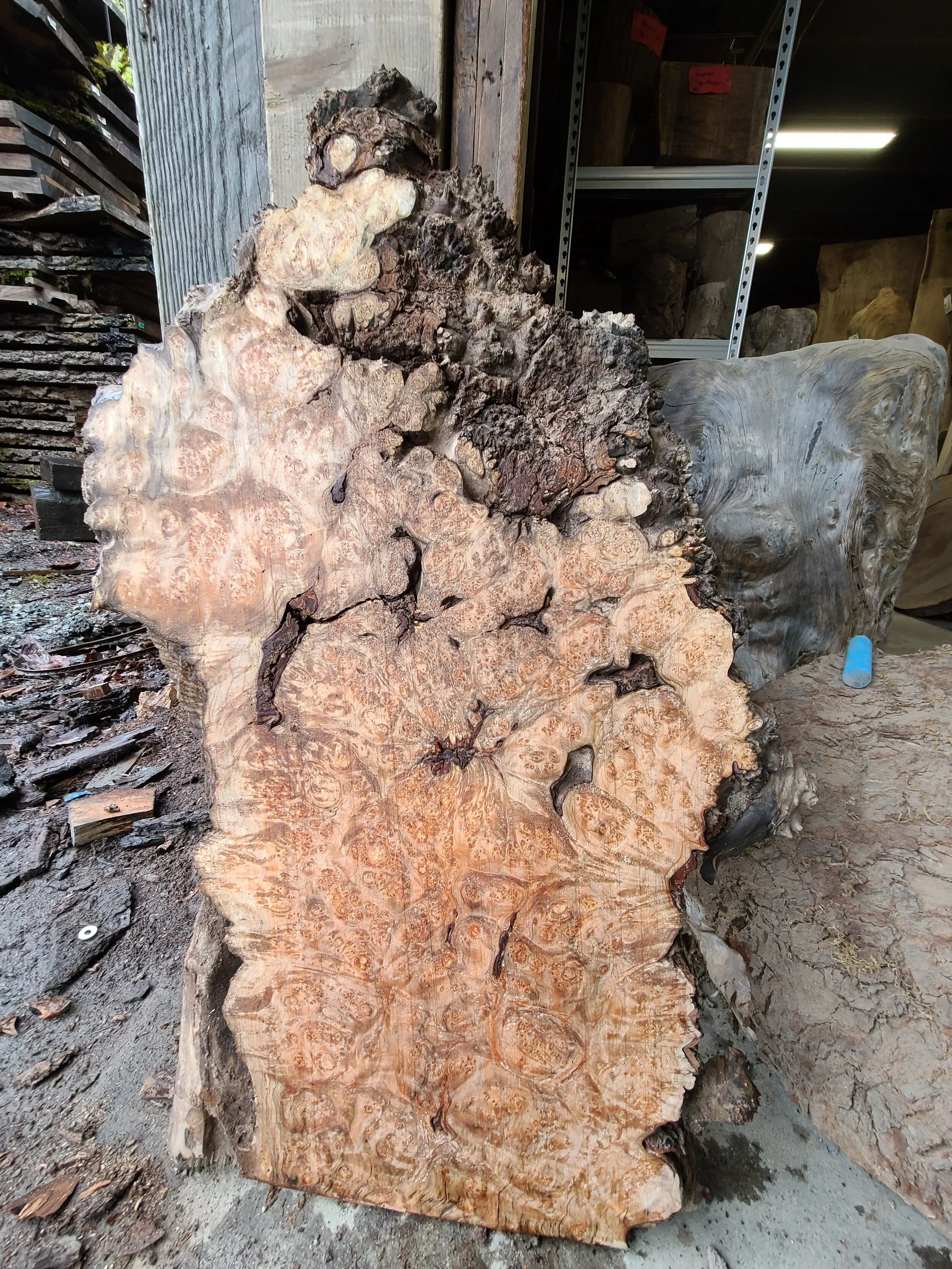 Maple Burl kiln-dried wood slab