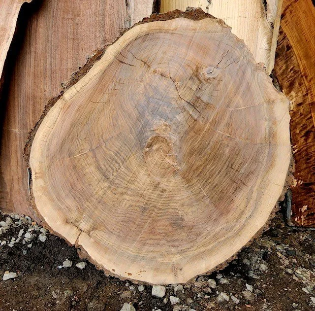 Black walnut 38x40x3.jpg