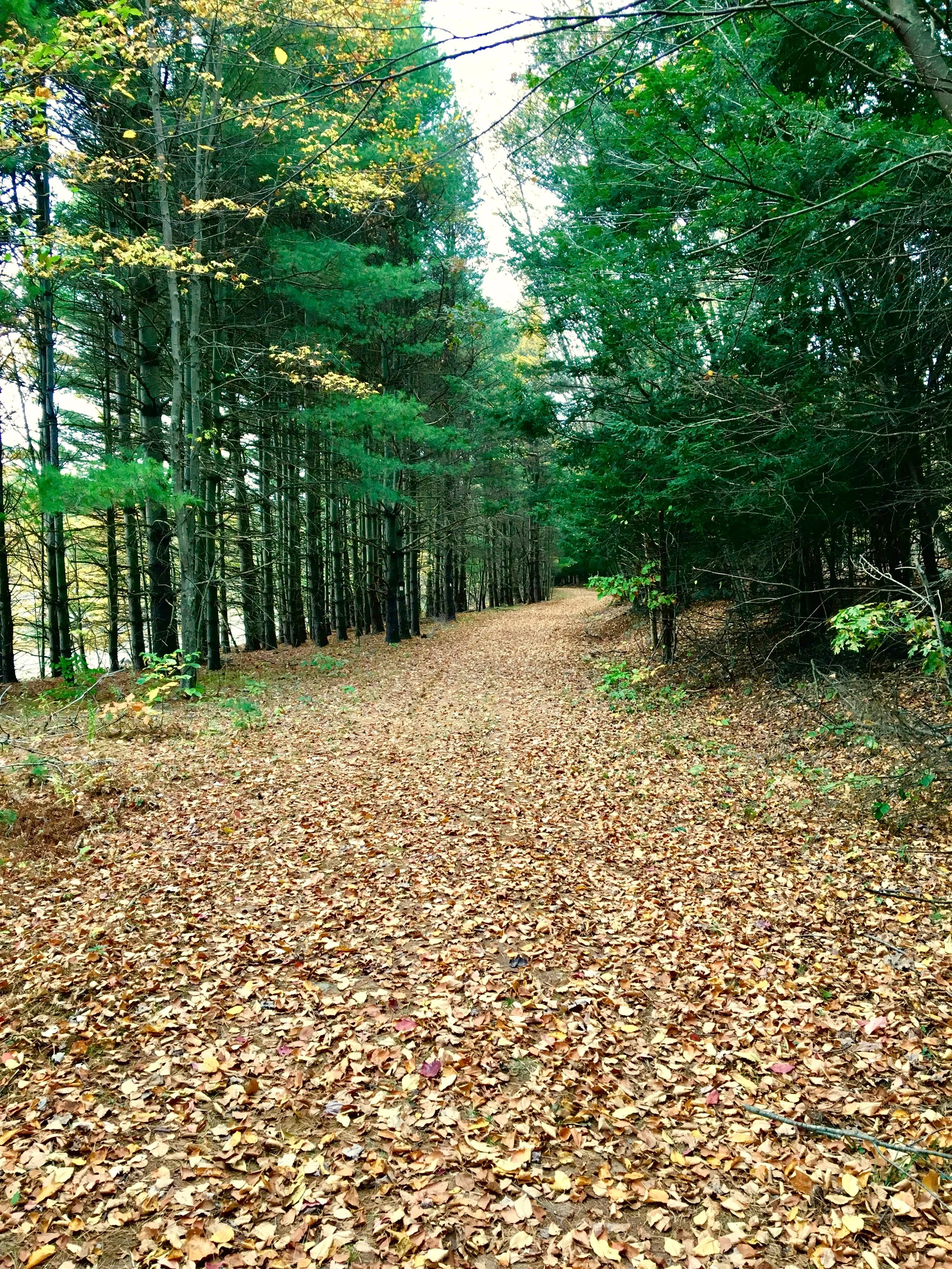 EAST ROCK PARK, just north of Robinson Aviation, features a vehicle path to the summit, as well as various hiking trails. The views from the top of the rock are stunning.