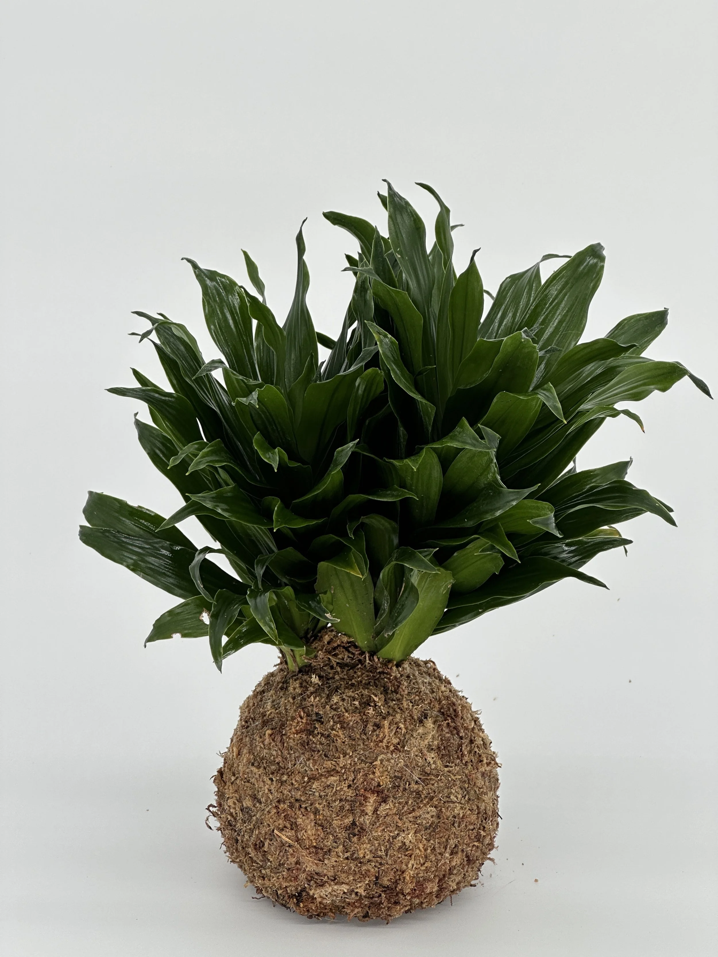 Janet Craig Dracaena  Kreative Gardens