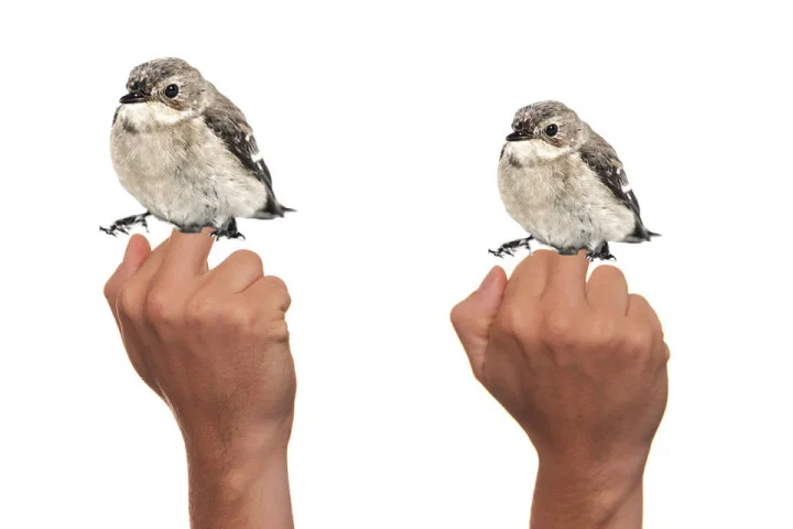 flipping-the-bird_x86zkn.jpg