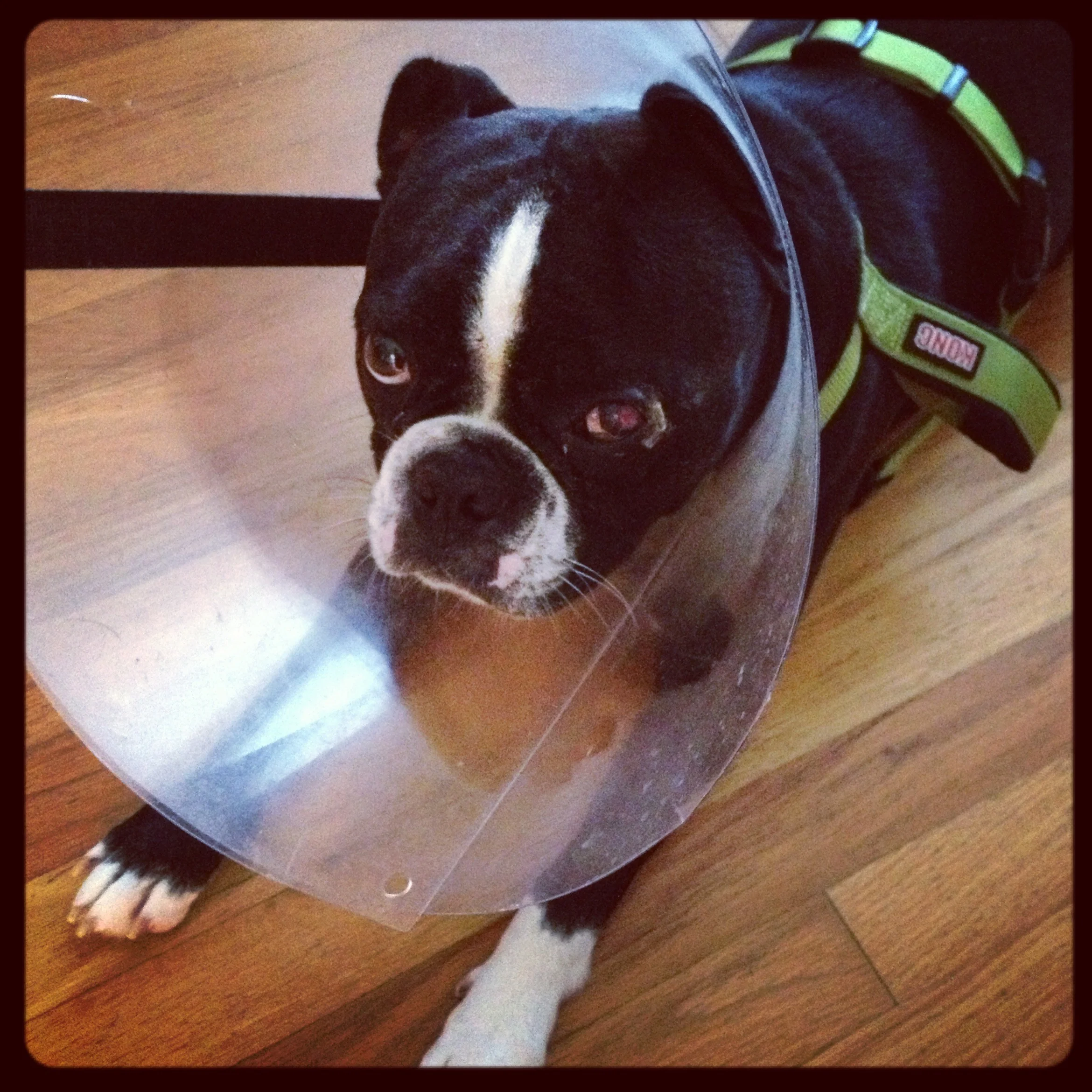 The cone of shame! Poor buddy had to wear this for six weeks. We could only take it off for him to eat. He slept in it too, and had to be carried in and out of the house because he would get hung up on the doorstep.