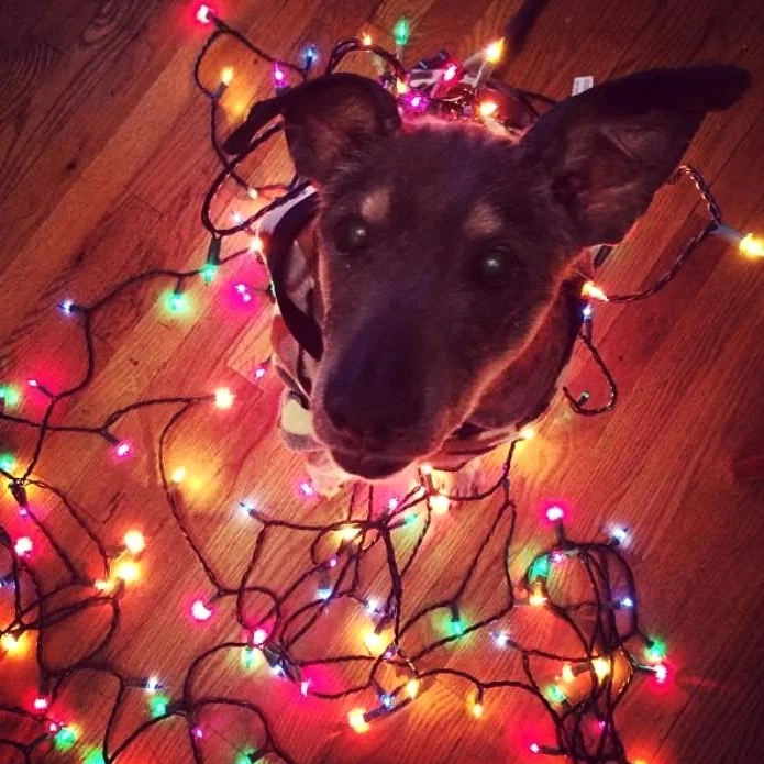 Ellie Lights.jpg