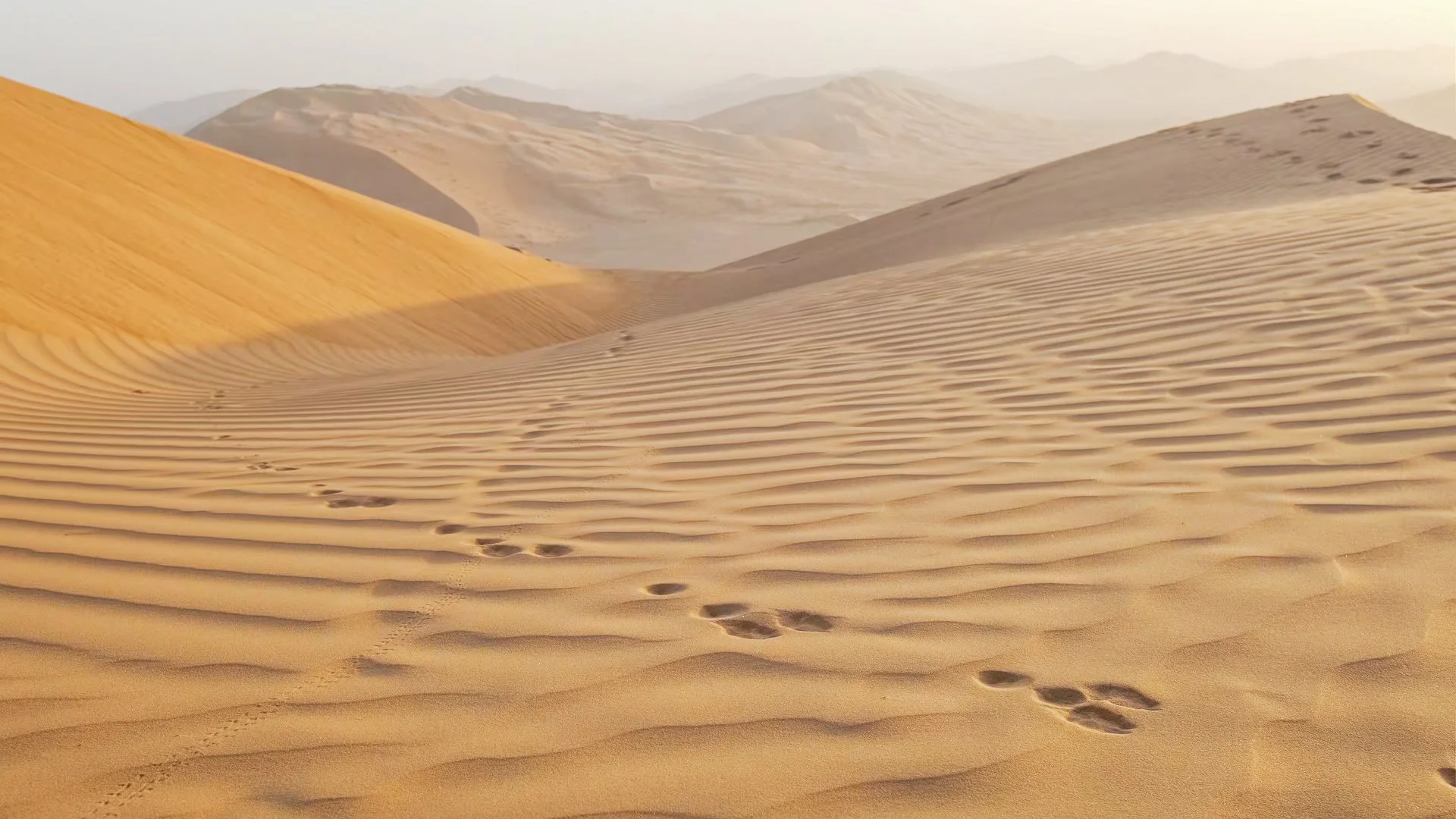 Trailing Shot 2_1.3.1.jpg