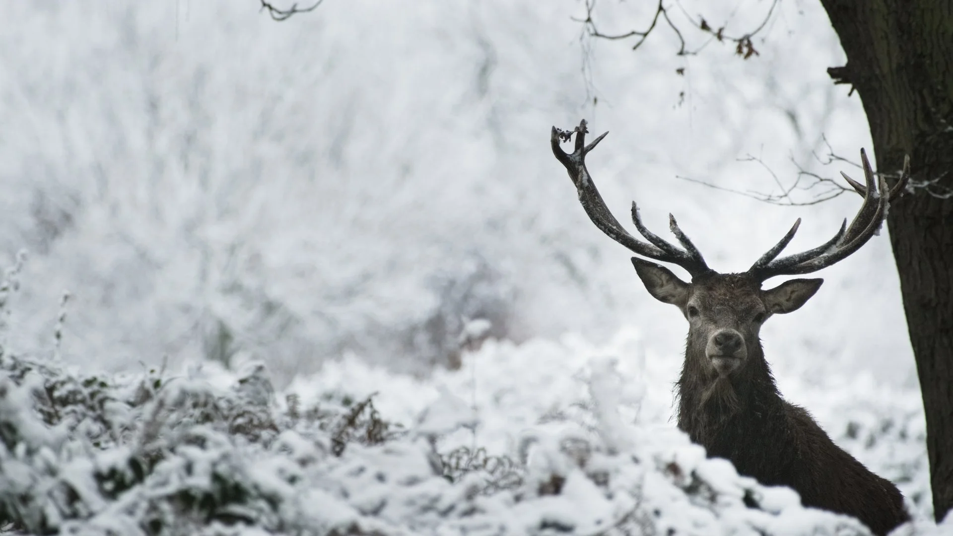 Trailing Deer_1.53.1.JPG