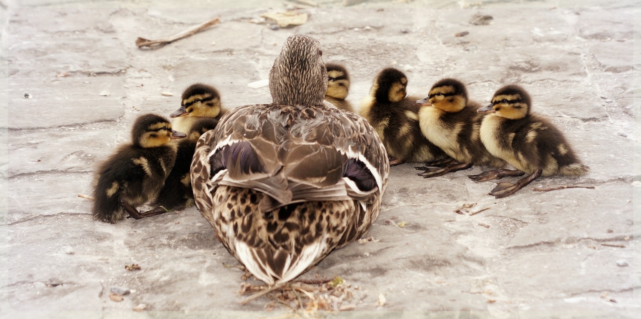 ducks-in-a-row.jpeg