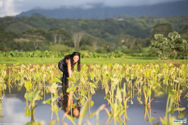 Farm to Table Tours in Hawaii