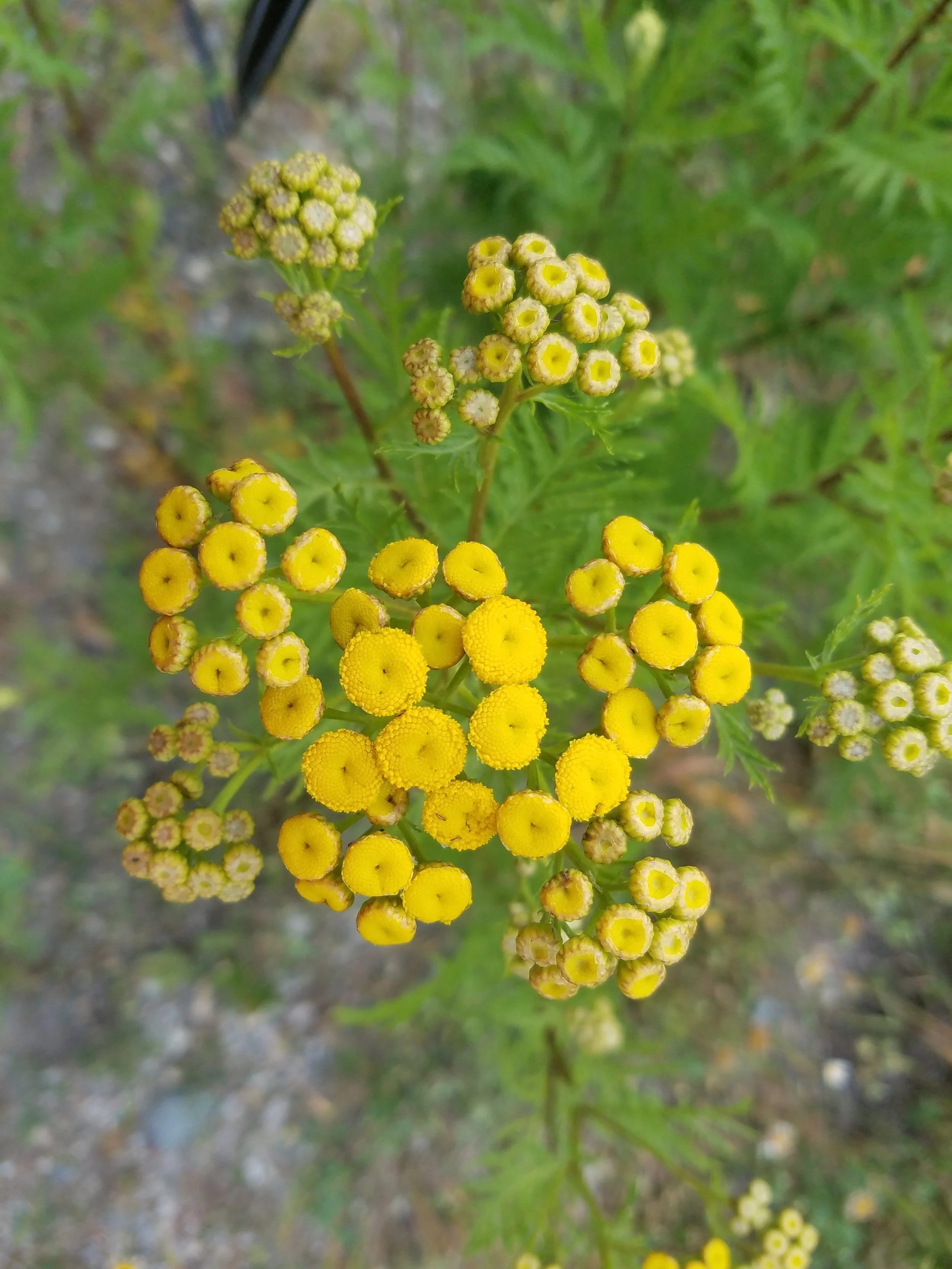 20180724_073339.jpg