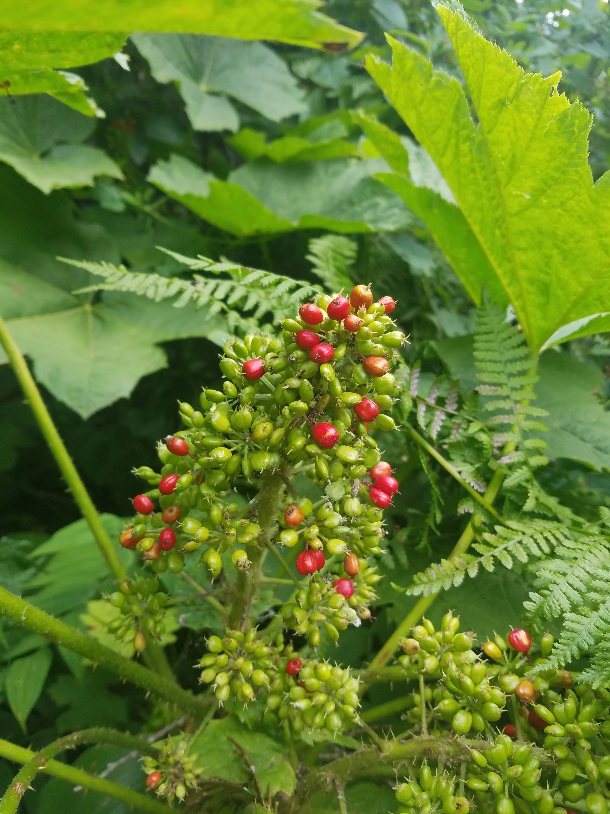 20180723_154438.jpg