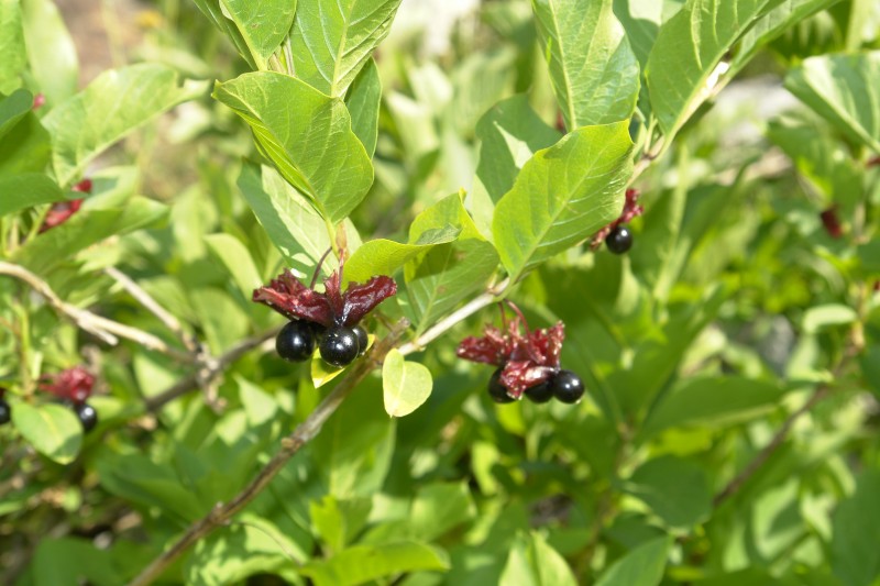 This is Twinberry, Lanicera involurata, which is related to honeysuckle. The berries are edible but taste bitter.