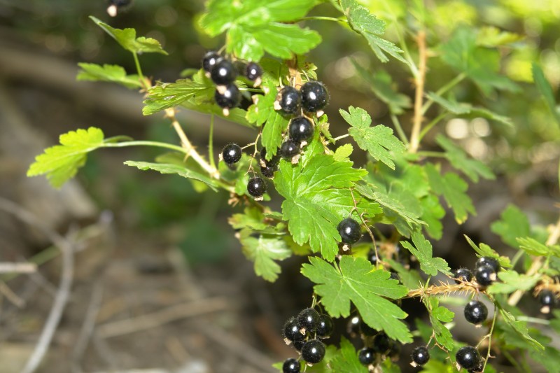 This is another gooseberry, also called Bristly Black Currant. These are very good.