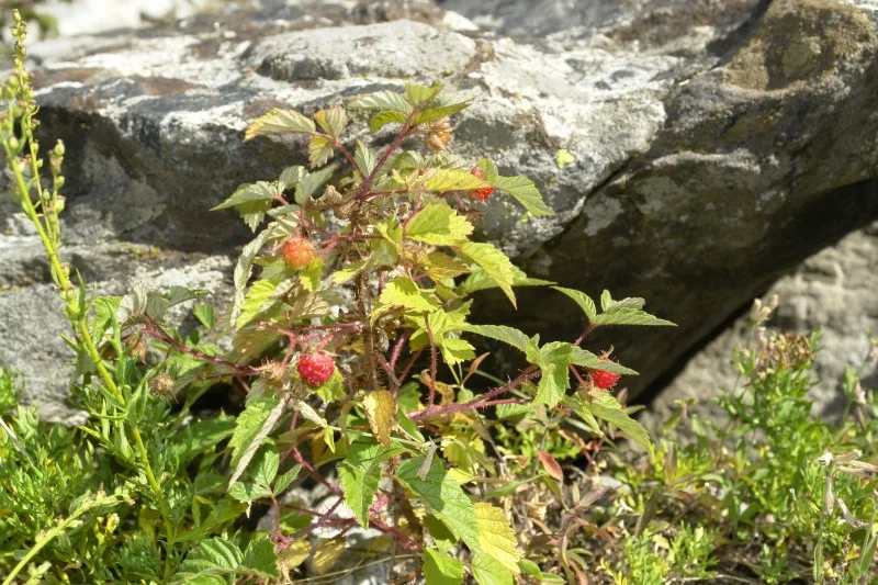 Above, Rubus idaeus, raspberry, edible and tasty