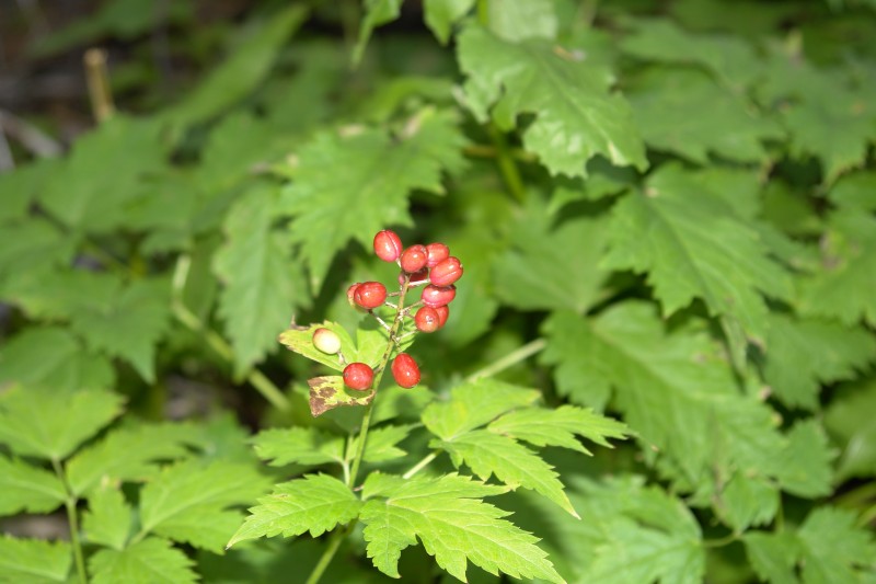I think this is Baneberry, Actaea rubra, and the berries are poisonous.