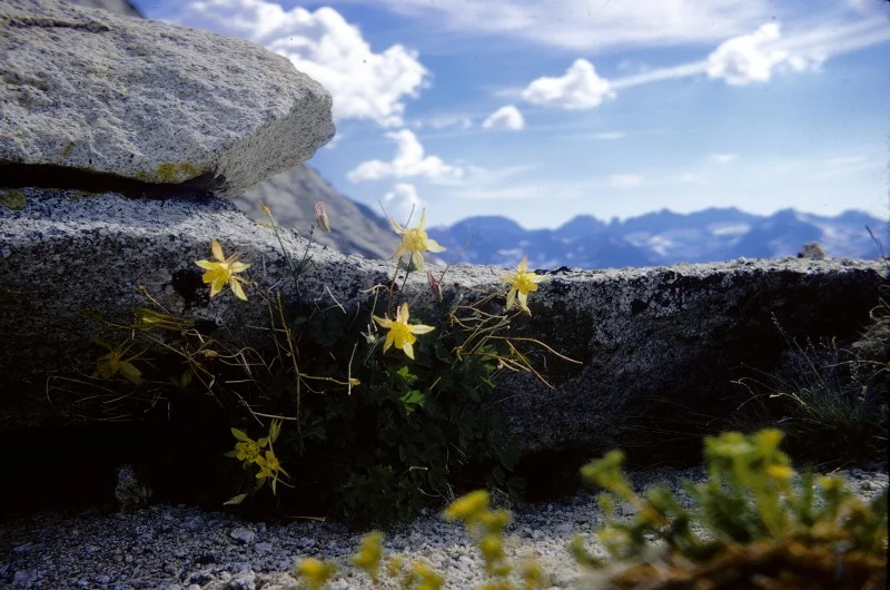 Above: Columbine found on the top of Forester Pass.