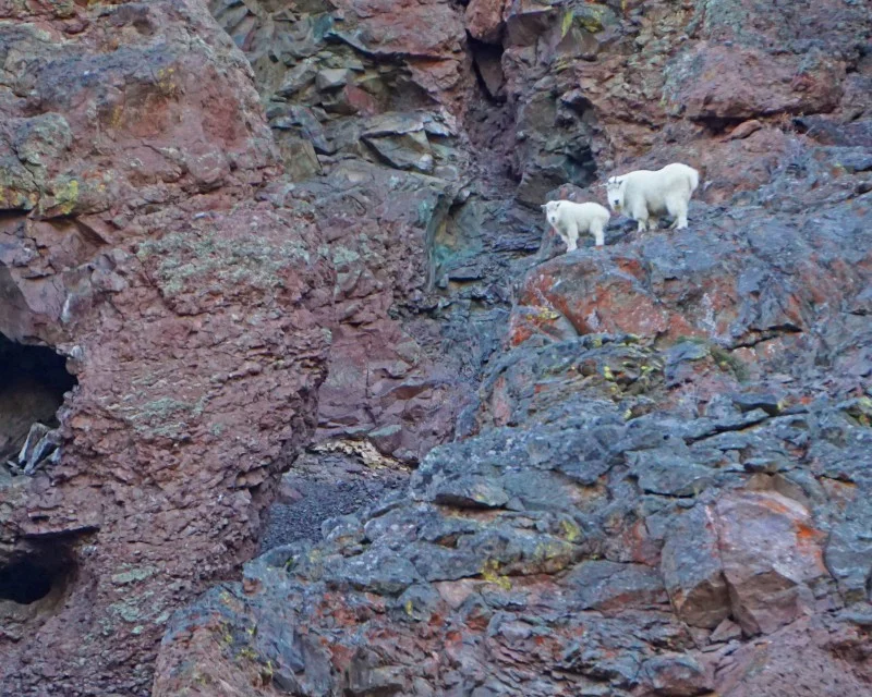 Except when you see mountain goats on the hike out.