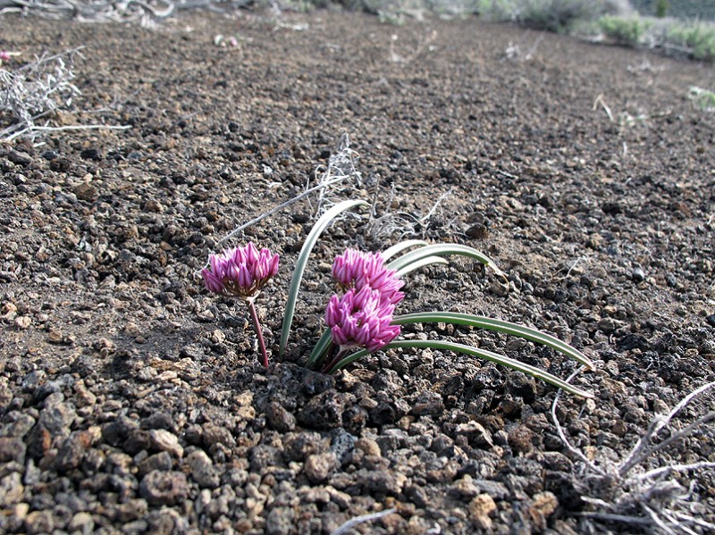 Along the way we saw some tiny desert wild flowers, like the tiny allium (wild onion) above.