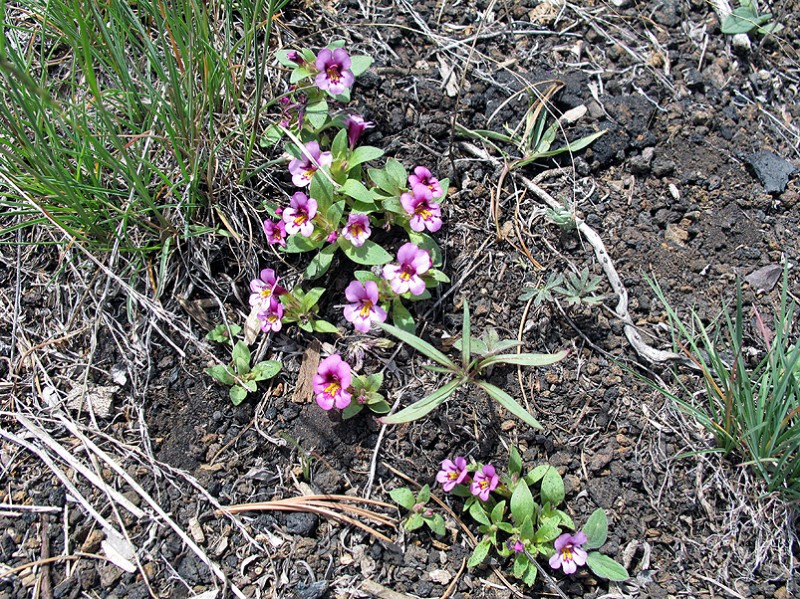 One more tiny flower, about an inch tall. Some kind of violet?